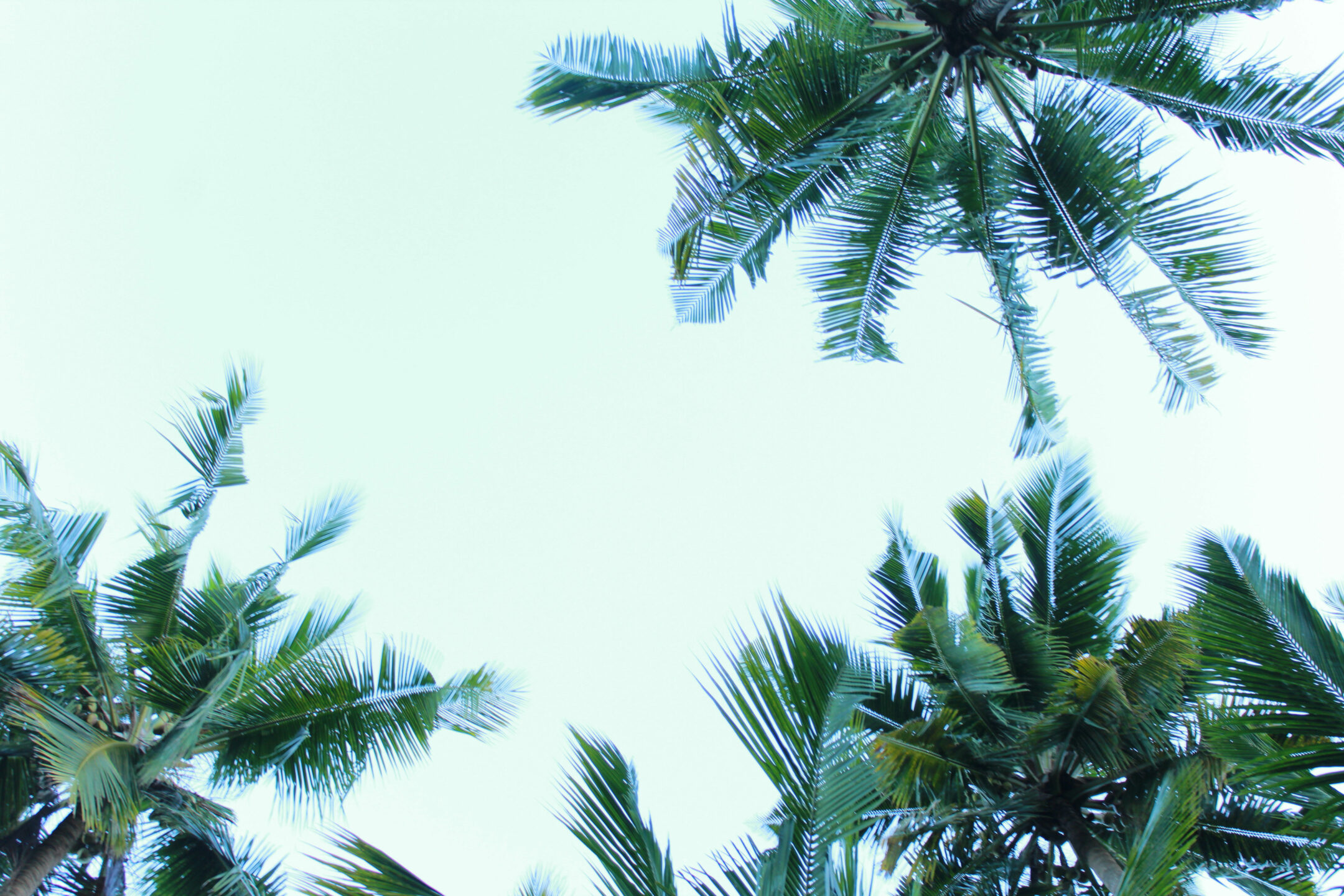 Palmboomtoppen achtergrondafbeelding